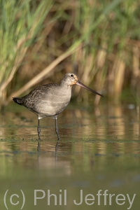 Hudsonian Godwit