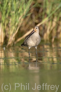 Hudsonian Godwit