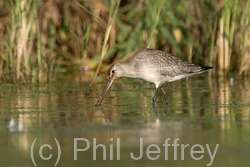 Hudsonian Godwit