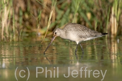 Hudsonian Godwit