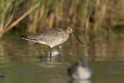 Hudsonian Godwit