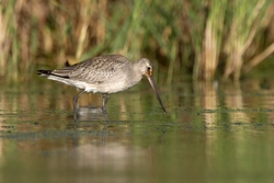 Hudsonian Godwit