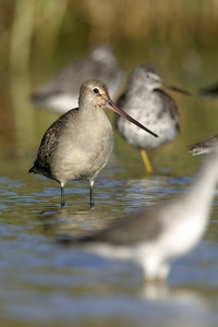 Hudsonian Godwit
