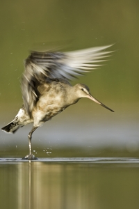 Hudsonian Godwit