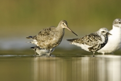 Hudsonian Godwit