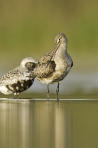 Hudsonian Godwit