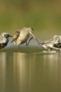 Hudsonian Godwit