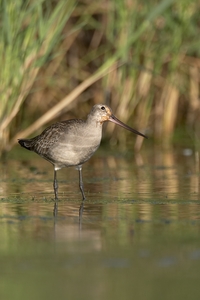 Hudsonian Godwit