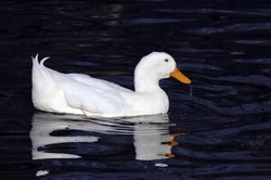 Hybrid Ducks