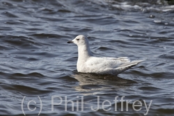 Iceland Gull