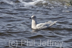 Iceland Gull