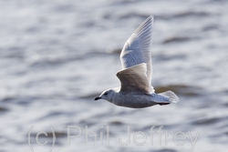 Iceland Gull