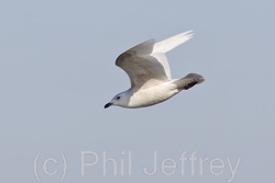 Iceland Gull