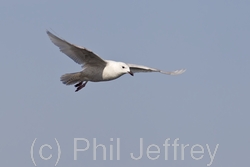 Iceland Gull