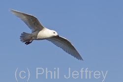 Iceland Gull