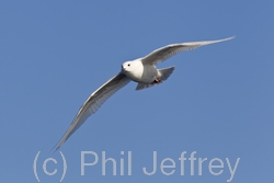 Iceland Gull