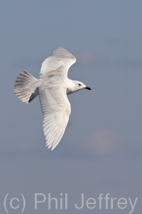 Iceland Gull