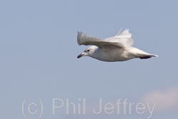 Iceland Gull