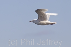 Iceland Gull