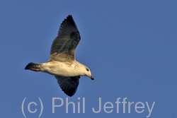 Iceland Gull