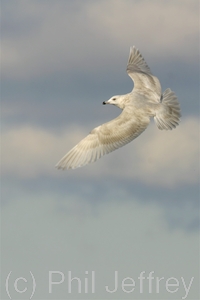 Iceland Gull