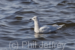 Iceland Gull