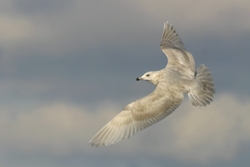 Iceland Gull