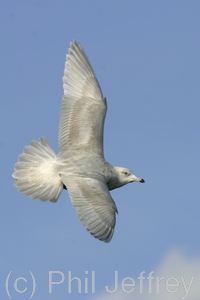 Iceland Gull