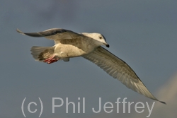 Iceland Gull