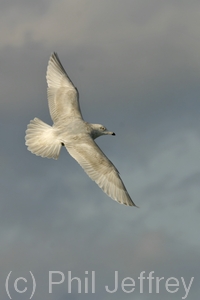 Iceland Gull