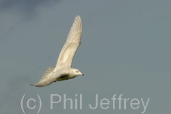 Iceland Gull