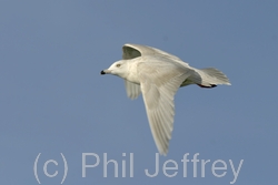 Iceland Gull