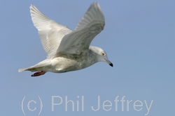 Iceland Gull