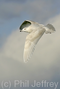 Iceland Gull