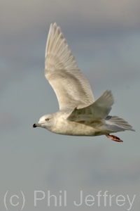 Iceland Gull