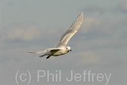 Iceland Gull