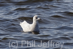 Iceland Gull