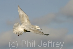 Iceland Gull