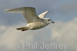 Iceland Gull