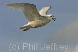 Iceland Gull