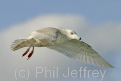 Iceland Gull