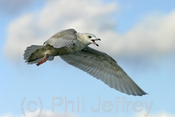 Iceland Gull