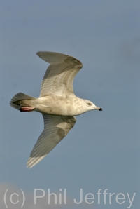 Iceland Gull