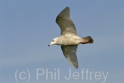 Iceland Gull