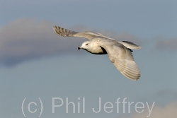 Iceland Gull