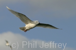 Iceland Gull