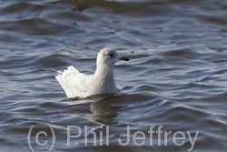 Iceland Gull