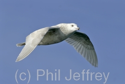 Iceland Gull