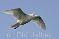 Iceland Gull