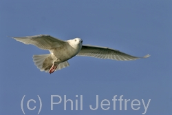 Iceland Gull